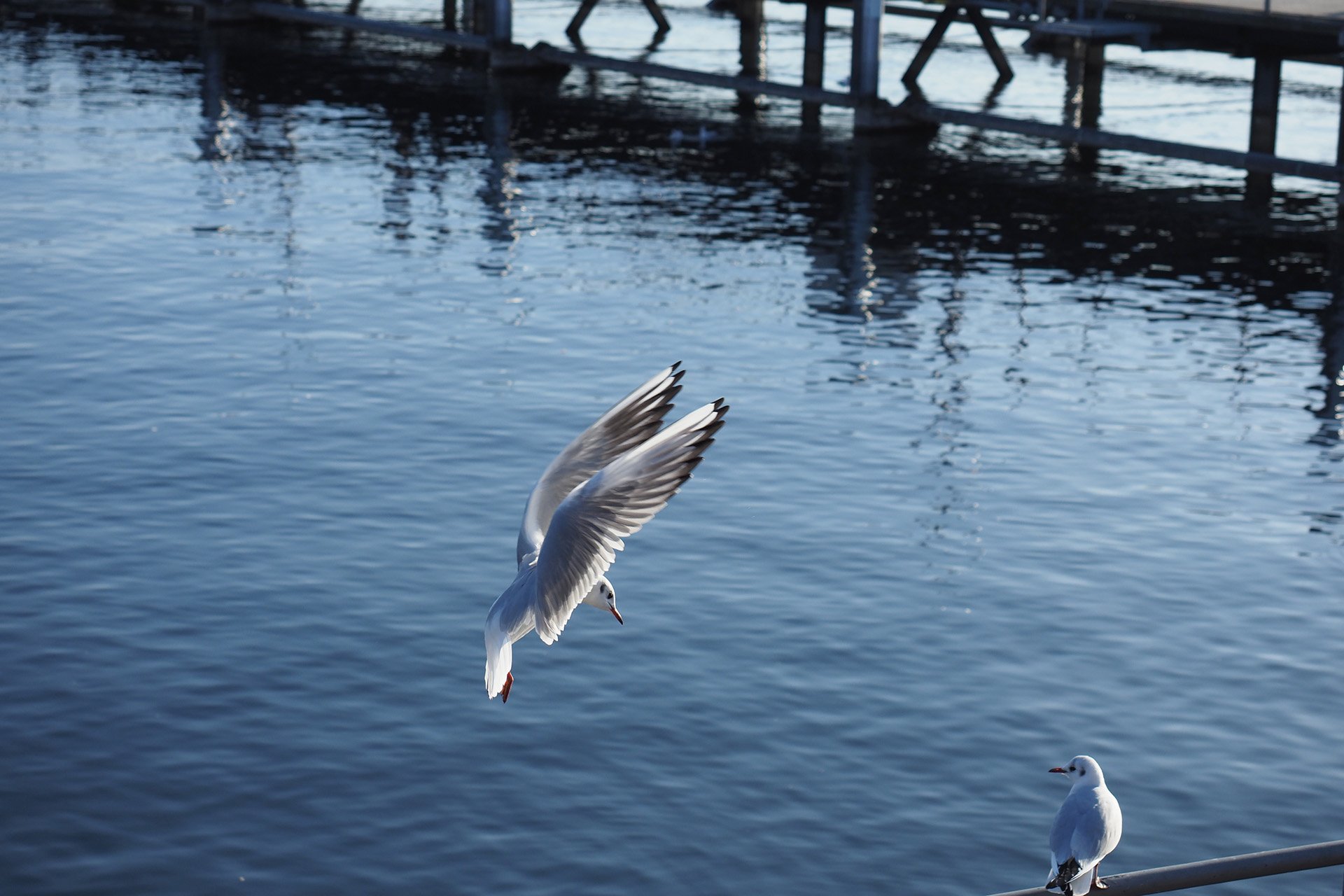 Olympus OM-D E-M1 Mark II: C-AF+Tracking, Bild 02